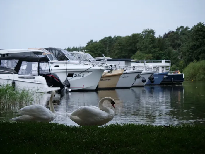 Schwäne am Schilfufer vor der Marina